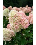 Гортензия метельчатая ’Ливинг Саммер Лав’ (бело-розовая)|Hydrangea paniculata ‘Living Summer Love’|Гортензія волотиста ’Лівінг Саммер Лав’ (біло-рожева)